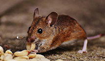 24 Hour & Emergency Exterminators in Mphs, TN